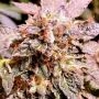 Holy Smoke Seeds Brute Rose Smoke Buds Weed Ganja Skunk Dope Pot Images Pics Nuggets