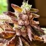 Brute Rose Feminized by Holy Smoke Seeds THC Content Potency Strength CBD Height Yield Flowering Time Indica Sativa Genetics