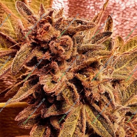 Rawkus Runtz Feminized Marijuana Strain by Holy Smoke Seeds For Sale Online at Cannabis Seeds Outlet