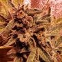 Rawkus Runtz Feminized Marijuana Strain by Holy Smoke Seeds For Sale Online at Cannabis Seeds Outlet