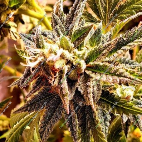 Cherry Bakewell Feminized Marijuana Strain by Holy Smoke Seeds For Sale Online at Cannabis Seeds Outlet