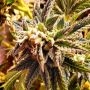 Cherry Bakewell Feminized Marijuana Strain by Holy Smoke Seeds For Sale Online at Cannabis Seeds Outlet
