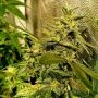Peach Slaps Feminized Marijuana Strain by Holy Smoke Seeds For Sale Online at Cannabis Seeds Outlet