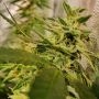 Holy Smoke Seeds Peach Slaps Smoke Buds Weed Ganja Skunk Dope Pot Images Pics Nuggets