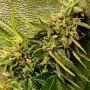 Peach Slaps Feminized by Holy Smoke Seeds THC Content Potency Strength CBD Height Yield Flowering Time Indica Sativa Genetics