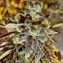Black Cherry Cake Regular Marijuana Strain by Holy Smoke Seeds For Sale Online at Cannabis Seeds Outlet