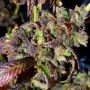 Holy Smoke Seeds Black Cherry Cake Smoke Buds Weed Ganja Skunk Dope Pot Images Pics Nuggets