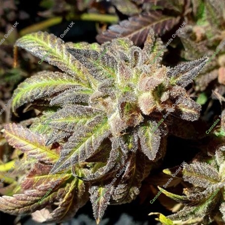 Kush Creams Regular Marijuana Strain by Holy Smoke Seeds For Sale Online at Cannabis Seeds Outlet