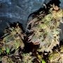 Holy Smoke Seeds Kush Creams Smoke Buds Weed Ganja Skunk Dope Pot Images Pics Nuggets