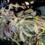 Kush Creams Regular by Holy Smoke Seeds THC Content Potency Strength CBD Height Yield Flowering Time Indica Sativa Genetics