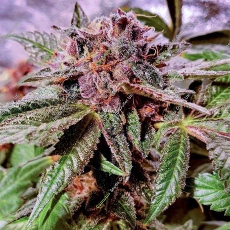 Blueberry Pancakes Feminized Marijuana Strain by Holy Smoke Seeds For Sale Online at Cannabis Seeds Outlet