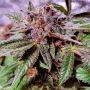 Blueberry Pancakes Feminized Marijuana Strain by Holy Smoke Seeds For Sale Online at Cannabis Seeds Outlet