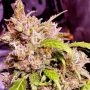 Champagne Cake Feminized Marijuana Strain by Holy Smoke Seeds For Sale Online at Cannabis Seeds Outlet