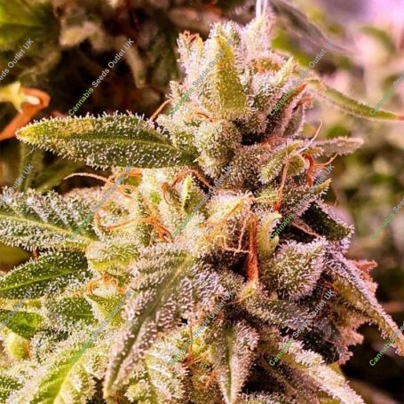Cherry Dawgpound Feminized Marijuana Strain by Holy Smoke Seeds For Sale Online at Cannabis Seeds Outlet