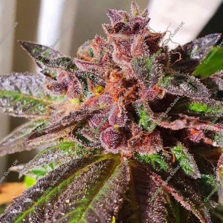 Jelly Donuts Feminized Marijuana Strain by Holy Smoke Seeds For Sale Online at Cannabis Seeds Outlet