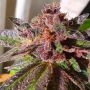 Jelly Donuts Feminized Marijuana Strain by Holy Smoke Seeds For Sale Online at Cannabis Seeds Outlet