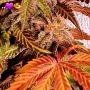 Holy Smoke Seeds Jelly Donuts Smoke Buds Weed Ganja Skunk Dope Pot Images Pics Nuggets