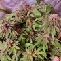Jelly Donuts Feminized by Holy Smoke Seeds THC Content Potency Strength CBD Height Yield Flowering Time Indica Sativa Genetics