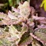 Cherry Kush Cake Feminized Marijuana Strain by Holy Smoke Seeds For Sale Online at Cannabis Seeds Outlet