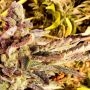 Holy Smoke Seeds Cherry Kush Cake Smoke Buds Weed Ganja Skunk Dope Pot Images Pics Nuggets