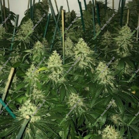 Banana Crack Feminized Marijuana Strain by Holy Smoke Seeds For Sale Online at Cannabis Seeds Outlet