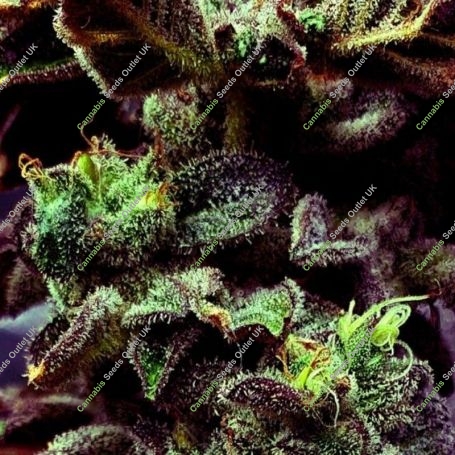 Strawberry Cane Feminized Marijuana Strain by Holy Smoke Seeds For Sale Online at Cannabis Seeds Outlet