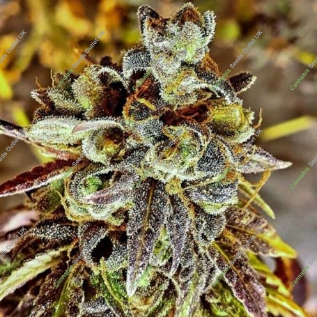 Black Cherry Cake Feminized Marijuana Strain by Holy Smoke Seeds For Sale Online at Cannabis Seeds Outlet