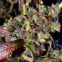 Holy Smoke Seeds Black Cherry Cake Smoke Buds Weed Ganja Skunk Dope Pot Images Pics Nuggets