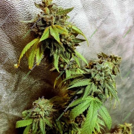Pancakes N Ice Cream Regular Marijuana Strain by Holy Smoke Seeds For Sale Online at Cannabis Seeds Outlet