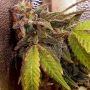 Holy Smoke Seeds Pancakes N Ice Cream Smoke Buds Weed Ganja Skunk Dope Pot Images Pics Nuggets