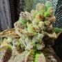 Pancakes N Ice Cream Regular by Holy Smoke Seeds THC Content Potency Strength CBD Height Yield Flowering Time Indica Sativa Gene