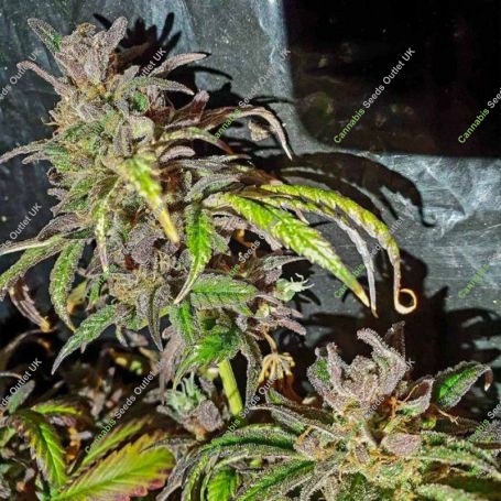 Jelly Cake Regular Marijuana Strain by Holy Smoke Seeds For Sale Online at Cannabis Seeds Outlet