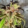 Holy Smoke Seeds Jelly Cake Smoke Buds Weed Ganja Skunk Dope Pot Images Pics Nuggets