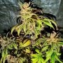 Jelly Cake Regular by Holy Smoke Seeds THC Content Potency Strength CBD Height Yield Flowering Time Indica Sativa Genetics