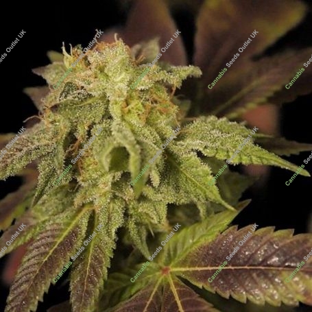 Rene Feminized Marijuana Strain by House of the Great Gardener For Sale Online at Cannabis Seeds Outlet