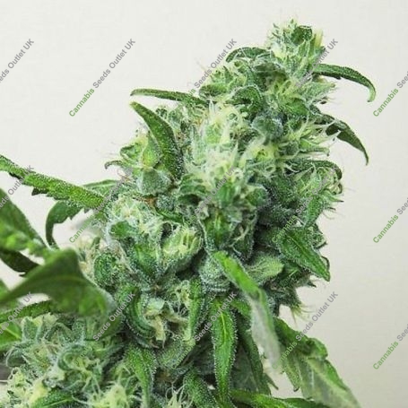 Digweed Regular Marijuana Strain by House of the Great Gardener For Sale Online at Cannabis Seeds Outlet