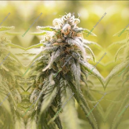 Afghani Feminized Marijuana Strain by House of the Great Gardener For Sale Online at Cannabis Seeds Outlet
