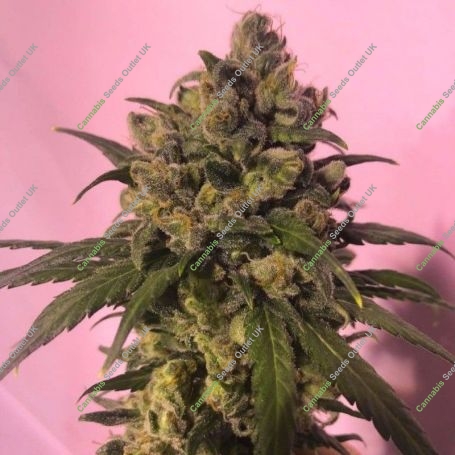 Highlo Feminized Marijuana Strain by House of the Great Gardener For Sale Online at Cannabis Seeds Outlet