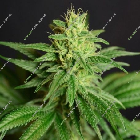 Jean CBD Feminized Marijuana Strain by House of the Great Gardener For Sale Online at Cannabis Seeds Outlet