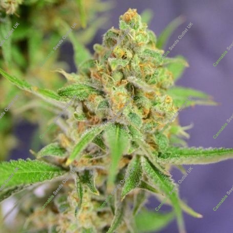 Orange Barb Feminized Marijuana Strain by House of the Great Gardener For Sale Online at Cannabis Seeds Outlet