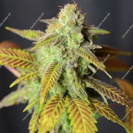 Barbarella Feminized Marijuana Strain by House of the Great Gardener For Sale Online at Cannabis Seeds Outlet