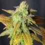 Barbarella Feminized Marijuana Strain by House of the Great Gardener For Sale Online at Cannabis Seeds Outlet
