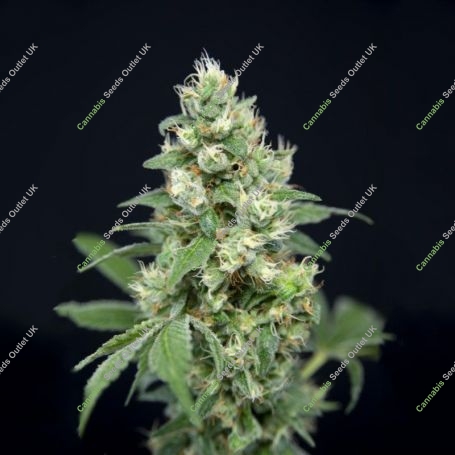 Grapefruit Barb Feminized Marijuana Strain by House of the Great Gardener For Sale Online at Cannabis Seeds Outlet