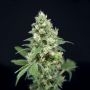 Grapefruit Barb Feminized Marijuana Strain by House of the Great Gardener For Sale Online at Cannabis Seeds Outlet
