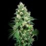House of the Great Gardener Grapefruit Barb Smoke Buds Weed Ganja Skunk Dope Pot Images Pics Nuggets