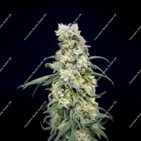 Rainbow Barb Feminized Marijuana Strain by House of the Great Gardener For Sale Online at Cannabis Seeds Outlet