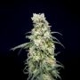 Rainbow Barb Feminized Marijuana Strain by House of the Great Gardener For Sale Online at Cannabis Seeds Outlet