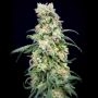 House of the Great Gardener Rainbow Barb Smoke Buds Weed Ganja Skunk Dope Pot Images Pics Nuggets