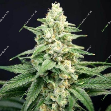 Lavender Barb Feminized Marijuana Strain by House of the Great Gardener For Sale Online at Cannabis Seeds Outlet