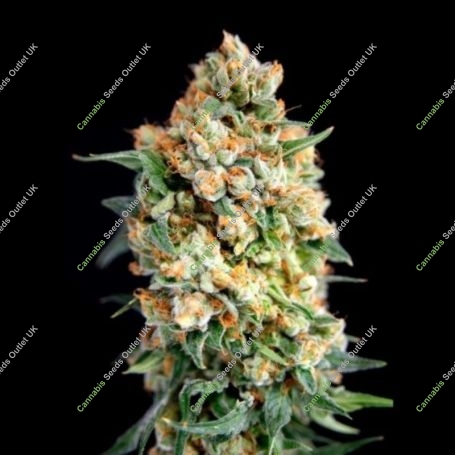 Sticky Barb Feminized Marijuana Strain by House of the Great Gardener For Sale Online at Cannabis Seeds Outlet